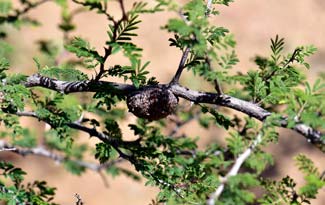 Typical gall; Mimosa aculeaticarpa biuncifera, Catclaw Mimosa Catclaw Mimosa Mimosa aculeaticarpa biuncifera, Catclaw Mimosa Catclaw Mimosa